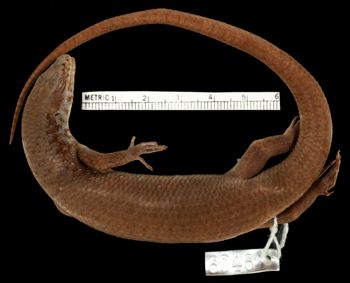 Media type: image;   Herpetology R-6046 Aspect: dorsal